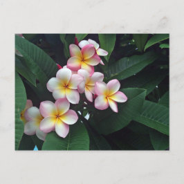 Söt Rosa och Gult Plumeria Blommigt Photo Vykort