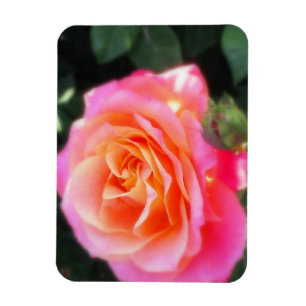 Söt Rosa och makro-foto för Orange Ro Magnet