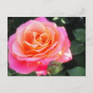 Söt Rosa och makro-foto för Orange Ro Vykort
