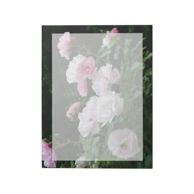 söt rosa- och vit ros-blombuskar. Blomster, Anteckningsblock (Roterad)