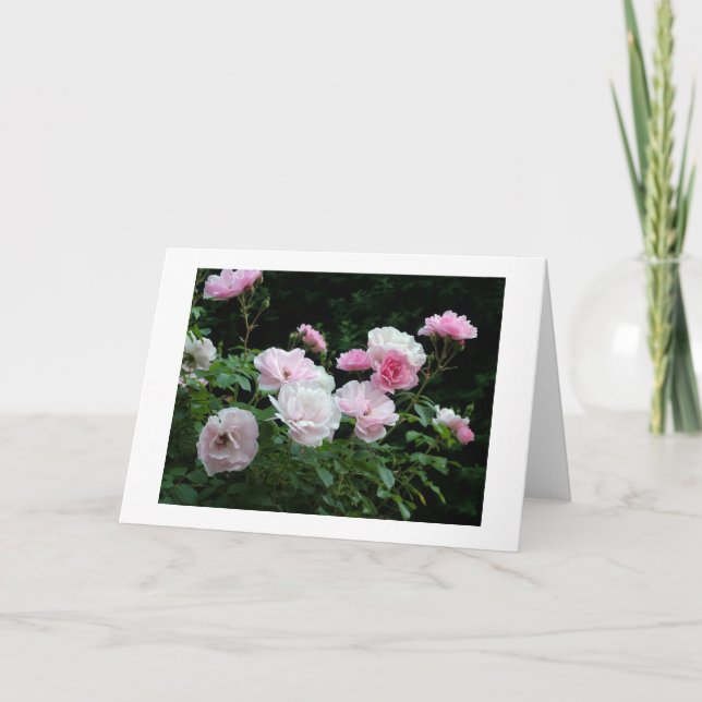 söt rosa- och vit ros-blombuskar. Blomster, Helgkort (Framsida)