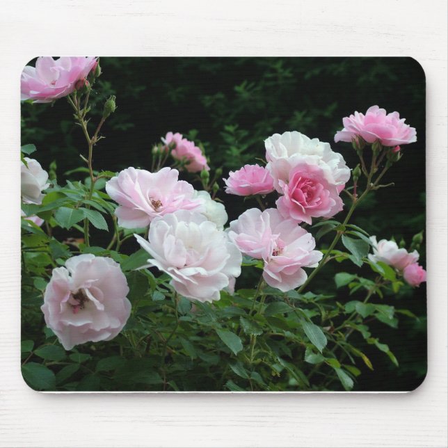 söt rosa- och vit ros-blombuskar. Blomster, Musmatta (Framsidan)