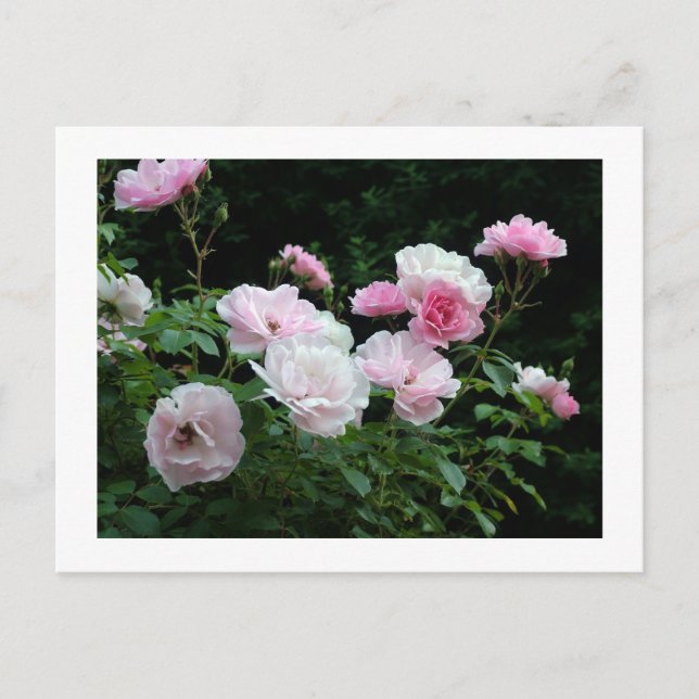 söt rosa- och vit ros-blombuskar. Blomster, Vykort (Framsida)
