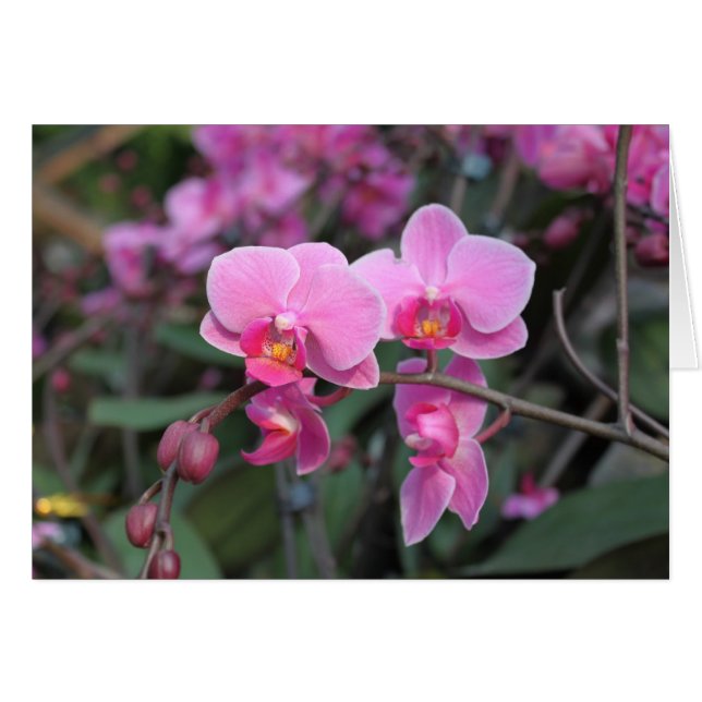 Söt rosa orchid-blommor hälsningskort (Framsidan Horizontal)