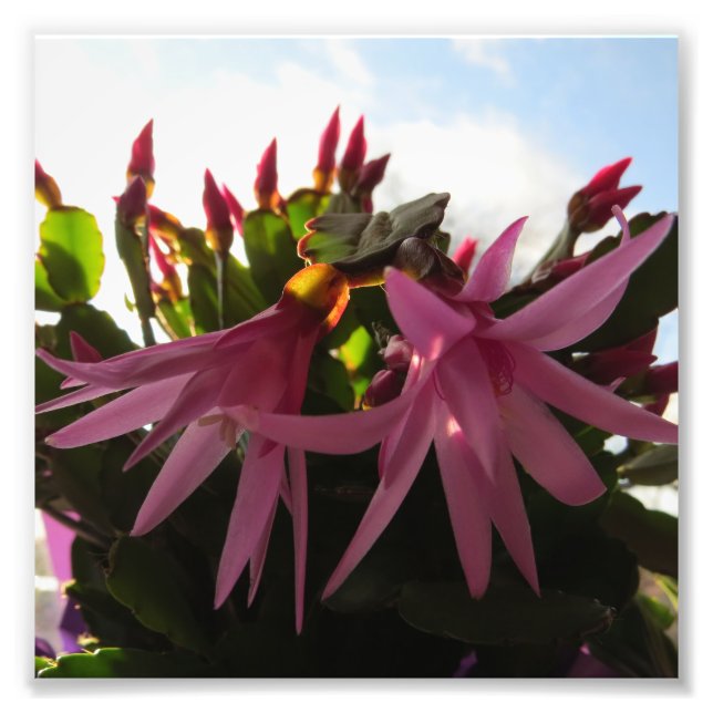 Söt Rosa Påsk Cactus Flowers Fototryck (Framsidan)