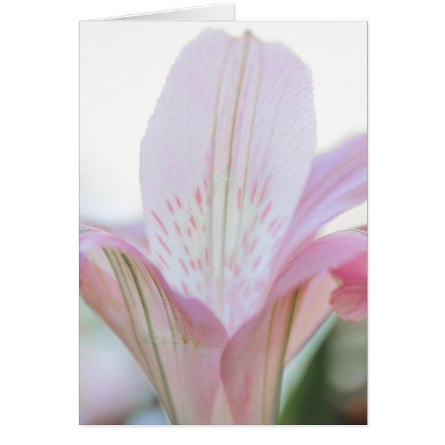 Söt Rosa Pastel Flower OBS Kort (Framsidan)