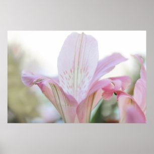 Söt Rosa Pastel Flower Poster