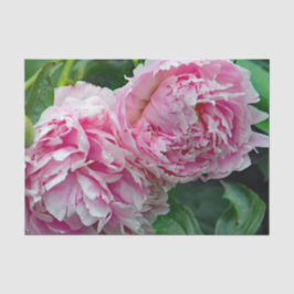 Söt Rosa Peonies