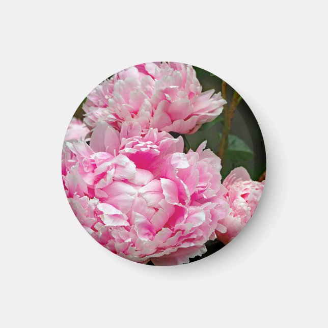 Söt Rosa Peonies Blommigt Photo Magnet (Framsidan)