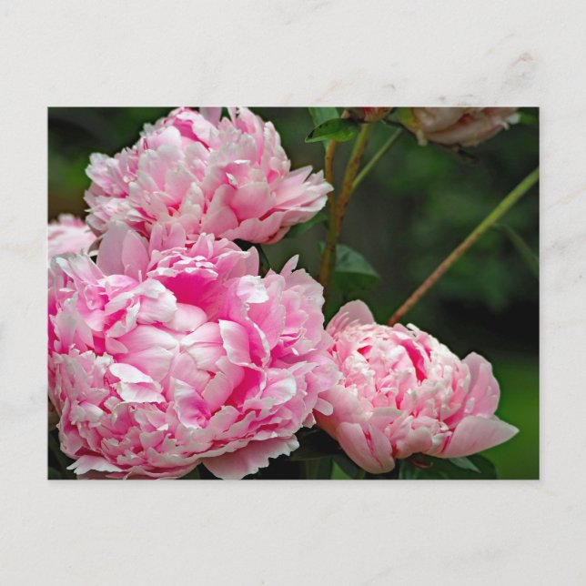 Söt Rosa Peonies Blommigt Photo Vykort (Framsida)