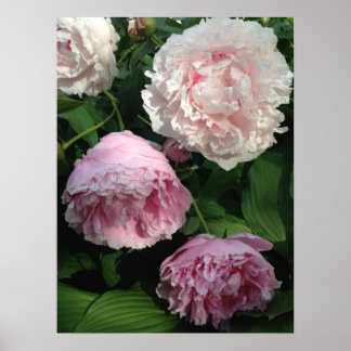 Söt Rosa Peony Art Poster