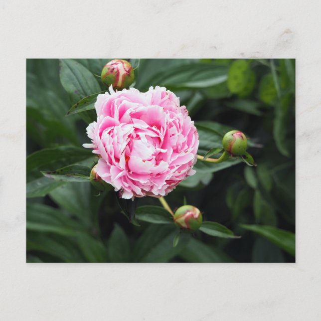 Söt Rosa Peony Blommigt Photo Vykort (Framsida)