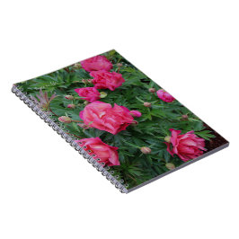 Söt Rosa Peony Bush Anteckningsbok