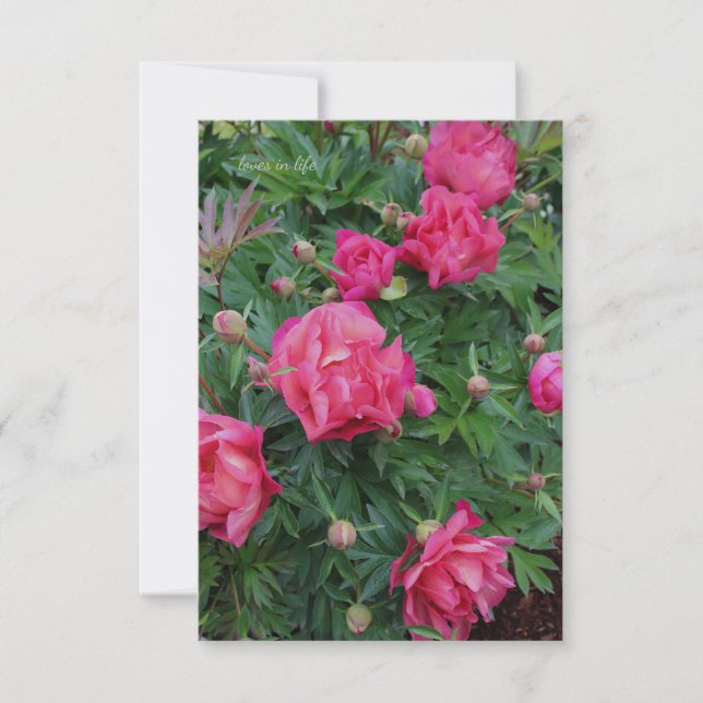 Söt Rosa Peony Bush Anteckningskort (Framsida)
