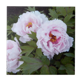 Söt Rosa Peony Decorative Tile Kakelplatta
