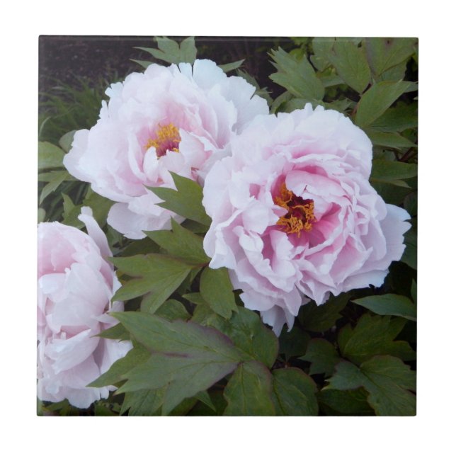 Söt Rosa Peony Decorative Tile Kakelplatta (Framsidan)