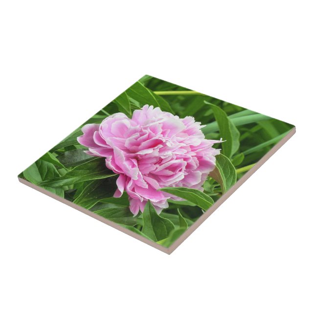 Söt Rosa Peony Kakelplatta (Sidan)