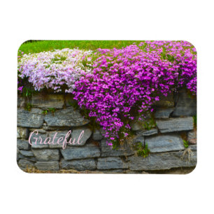 Söt Rosa Phlox Gratitude Magnet