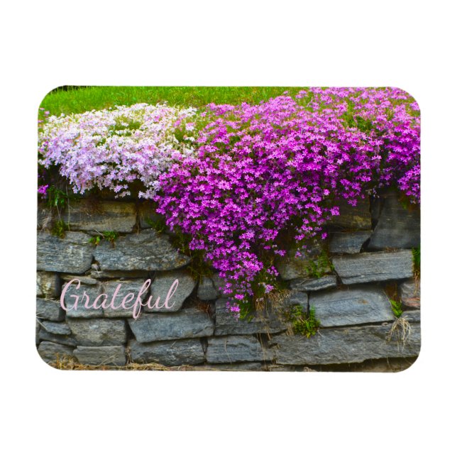 Söt Rosa Phlox Gratitude Magnet (Horisontell)