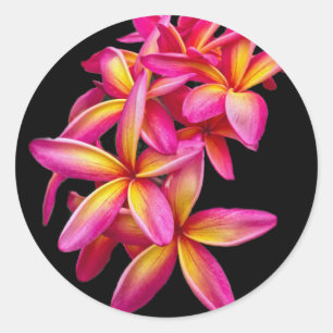 Söt Rosa Plumeria Blommigt Photo Runt Klistermärke