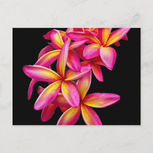 Söt Rosa Plumeria Blommigt Photo Vykort