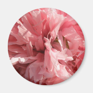 Söt Rosa Poppy Magnet