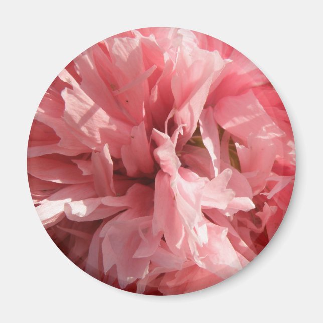 Söt Rosa Poppy Magnet (Framsidan)