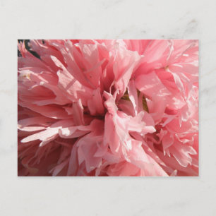 Söt Rosa Poppy Postcard Vykort