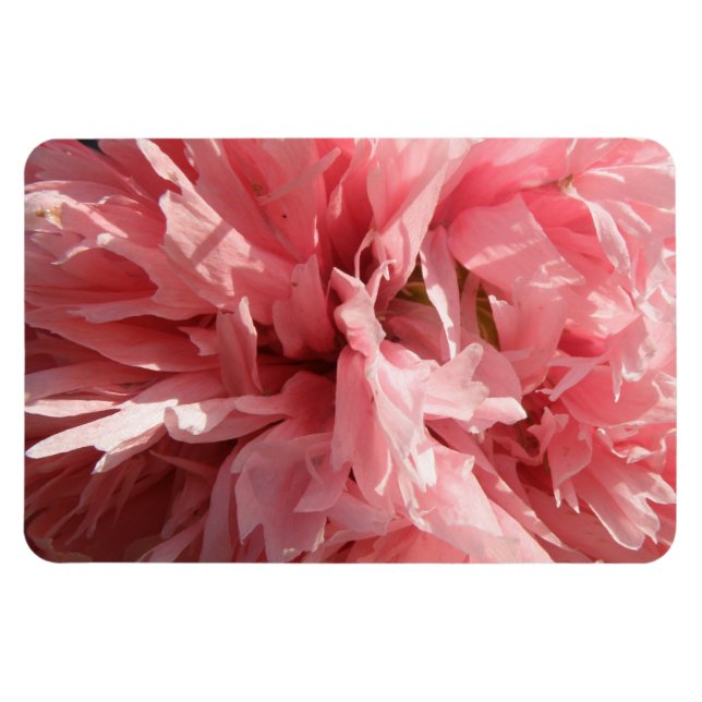 Söt Rosa Poppy Premium Magnet (Horisontell)