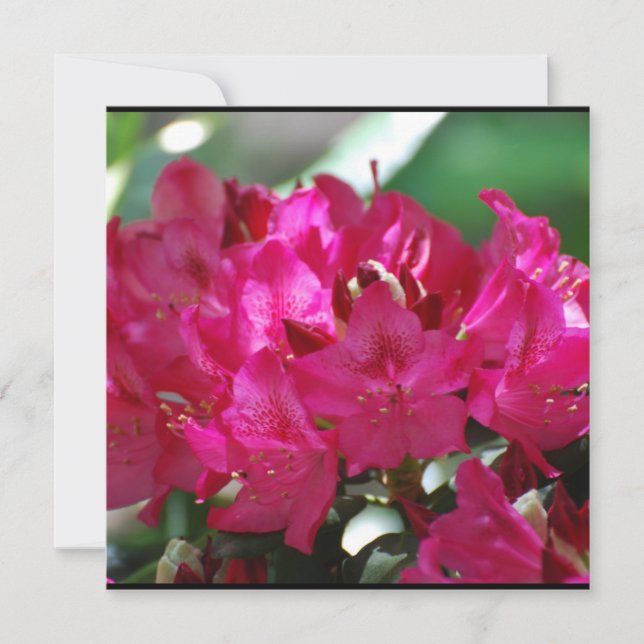 Söt Rosa Rhododendron (Framsida)