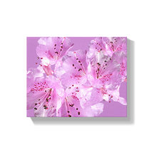 Söt rosa rhododendron blommar blommigt vacker