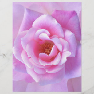 Söt Rosa ros
