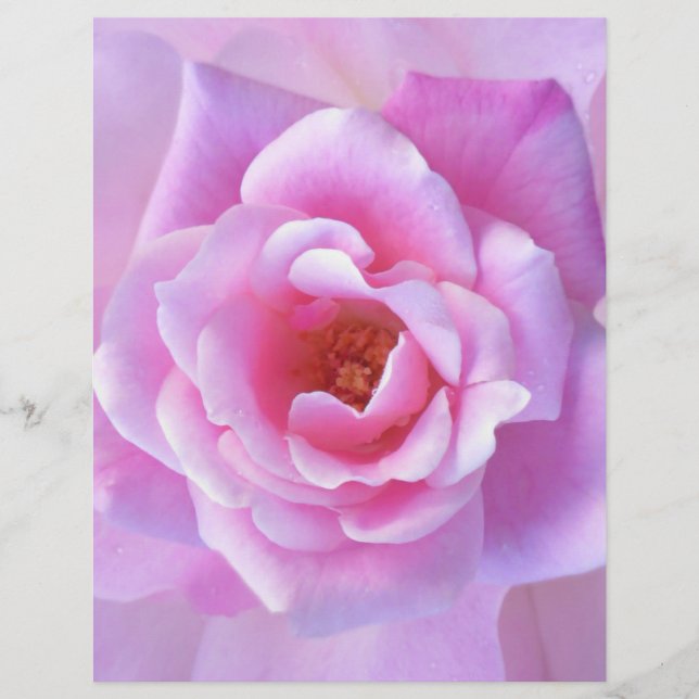 Söt Rosa ros (Framsida)