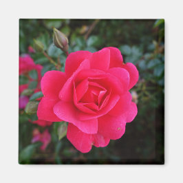 söt rosa ros blomsterfotografi magnet