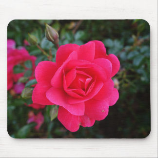 söt rosa ros blomsterfotografi musmatta