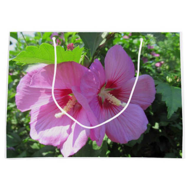 Söt Rosa ros i Sharon Photo (Framsidan)