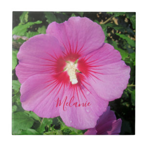 Söt Rosa ros i Sharon Waterdrops Petals Namn Kakelplatta