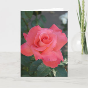 Söt Rosa ros Kort