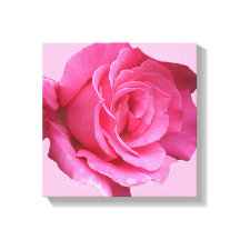 Söt rosa ros: modern bra för imalistisk blommigt i