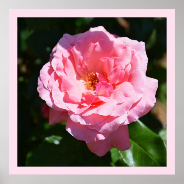 Söt rosa ros poster (Framsidan)