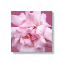 Söt rosa ros vackra, moderna bra konst