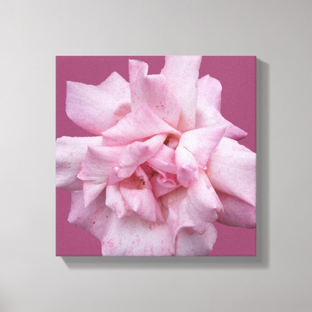 Söt rosa ros vackra, moderna bra konst canvastryck (Framsida)