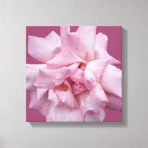 Söt rosa ros vackra, moderna bra konst canvastryck
