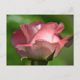 Söt Rosa ros Vykort