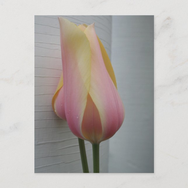 Söt Rosa Tulip Vykort (Framsida)