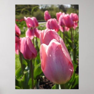 Söt Rosa Tulips Poster