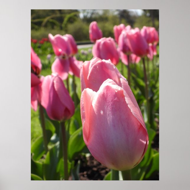 Söt Rosa Tulips Poster (Framsidan)