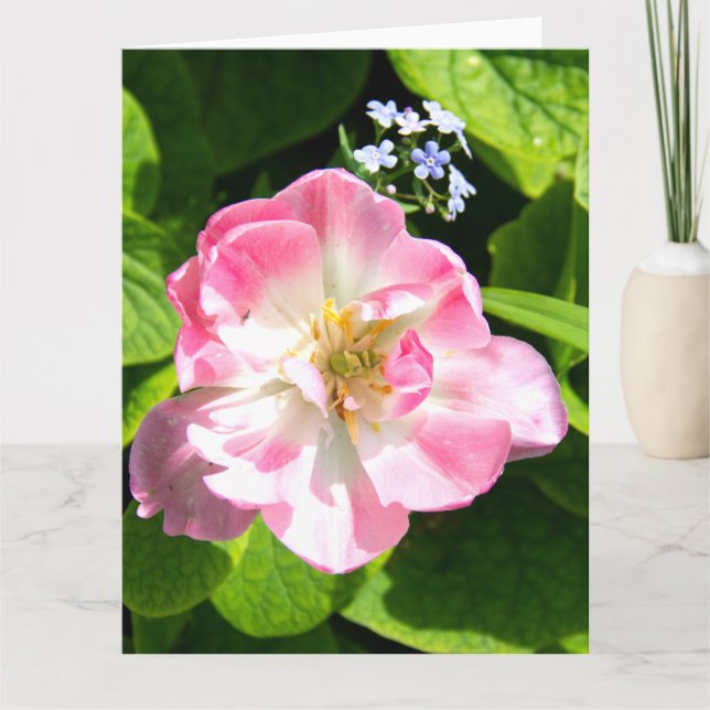 Söt rosa tulpan kort (Framsida)