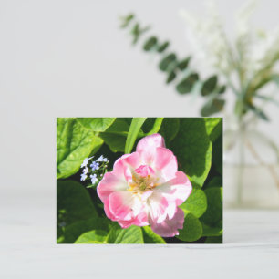 Söt rosa tulpan vykort