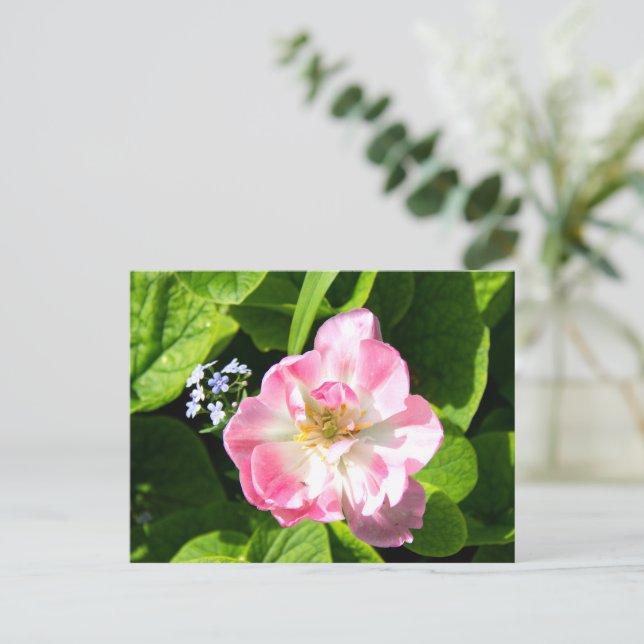 Söt rosa tulpan vykort (Stående Fram)
